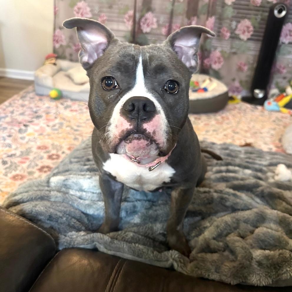 Enlarge Kasey, a Adoptable mixed breed in Cambridge, OH image 5/6