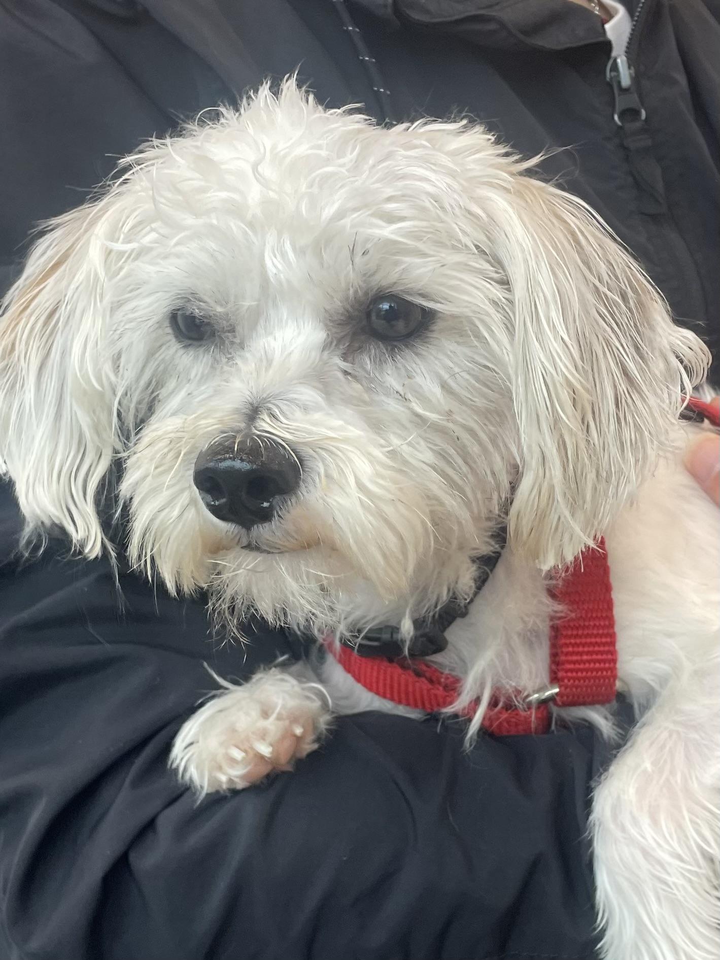 Enlarge Falcor, a ADOPTABLE mixed breed in Joliet, IL image 2/2