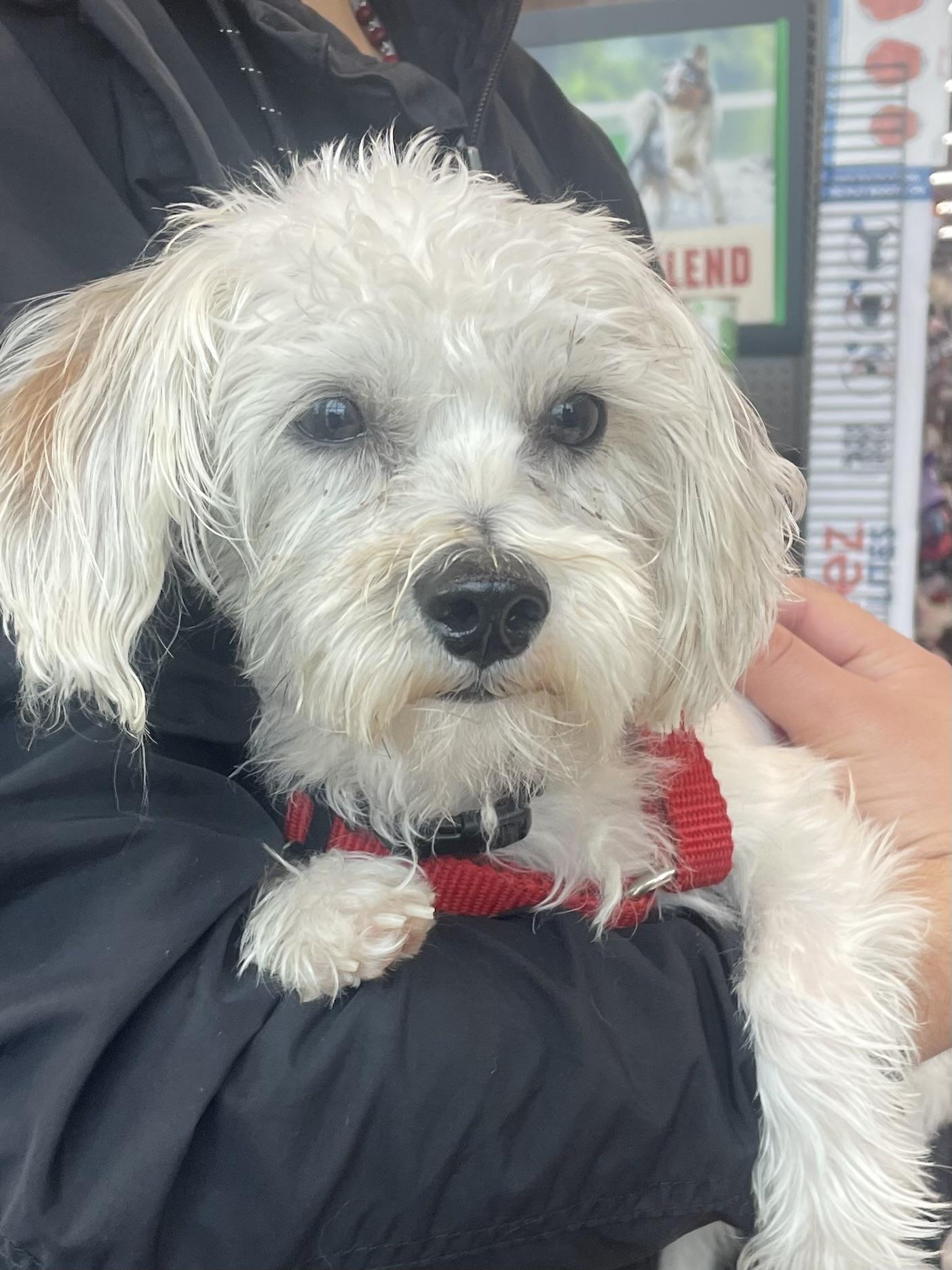 Enlarge Falcor, a ADOPTABLE mixed breed in Joliet, IL image 1/2