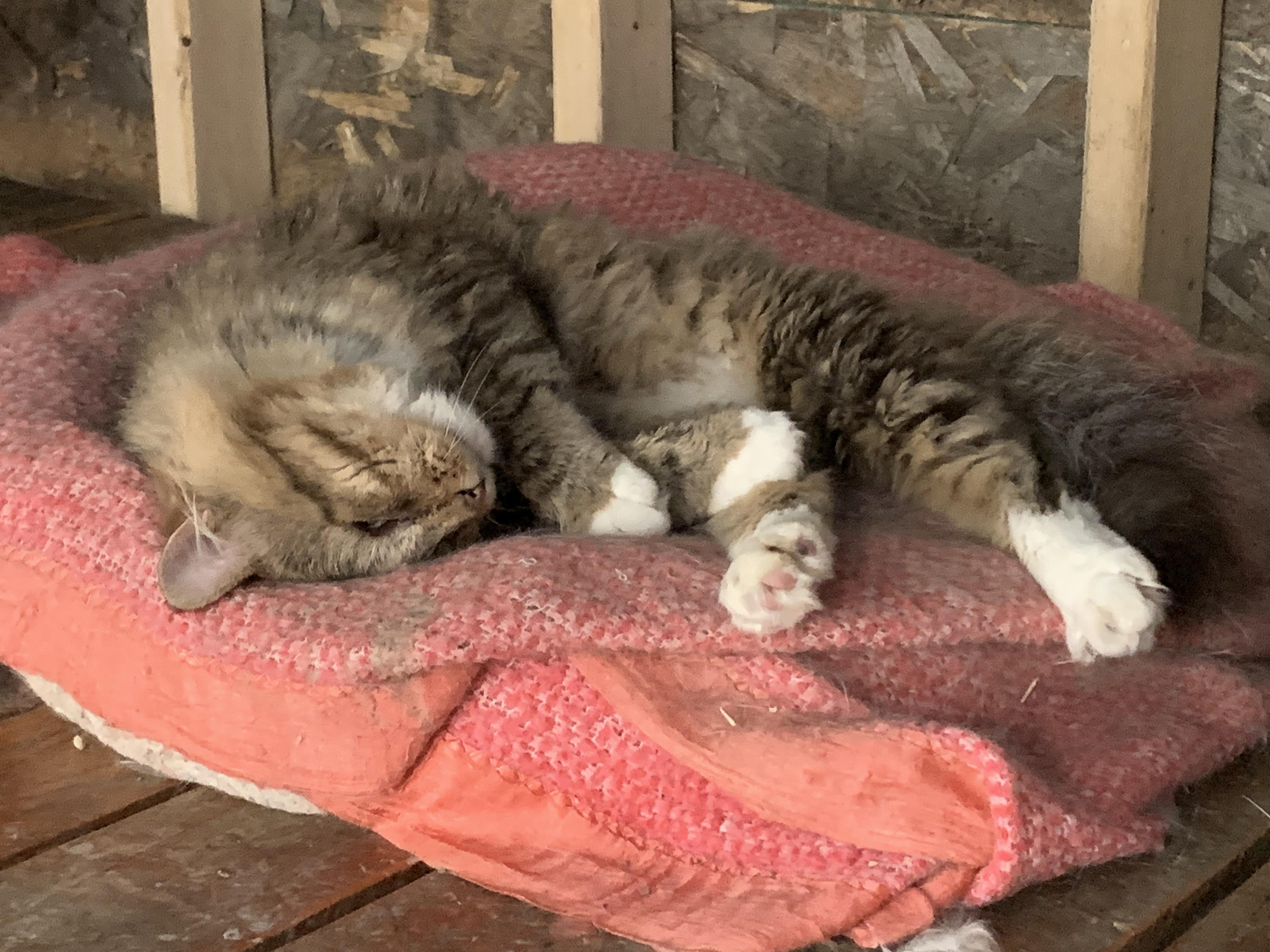 Henry, a Adoptable Domestic Medium Hair in Stockholm, WI image 6/6