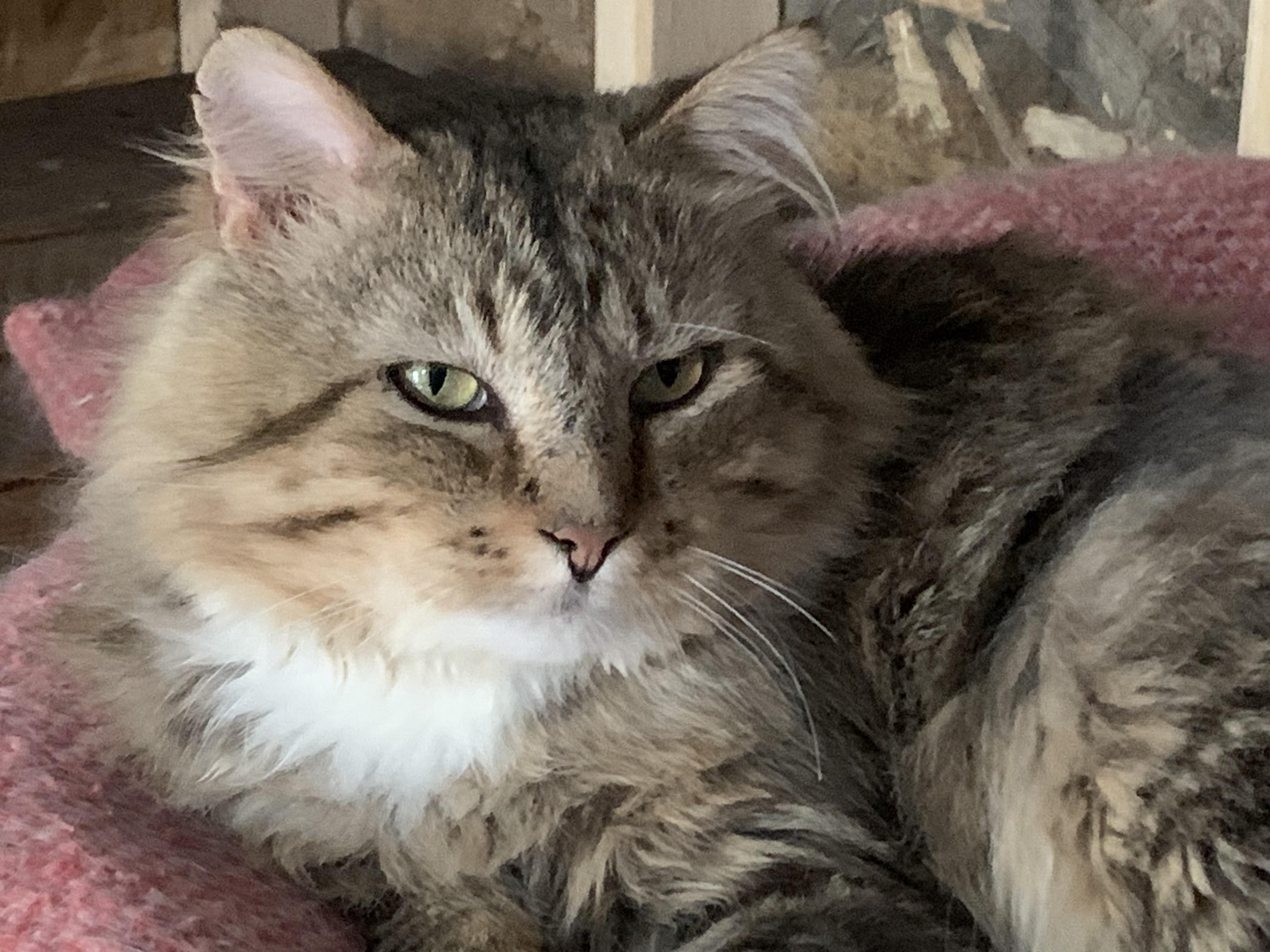Henry, a Adoptable Domestic Medium Hair in Stockholm, WI image 3/6