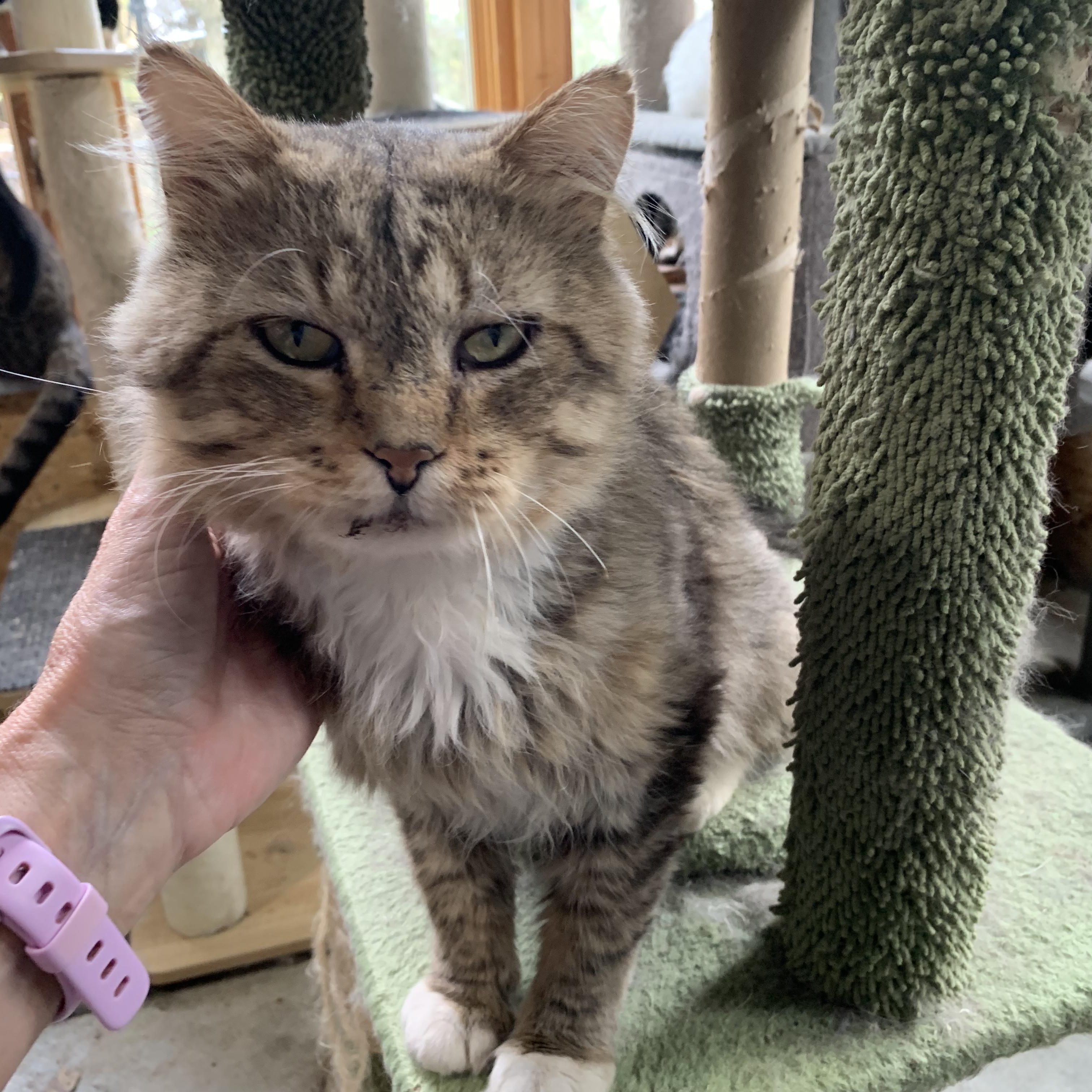Henry, a Adoptable Domestic Medium Hair in Stockholm, WI image 4/6