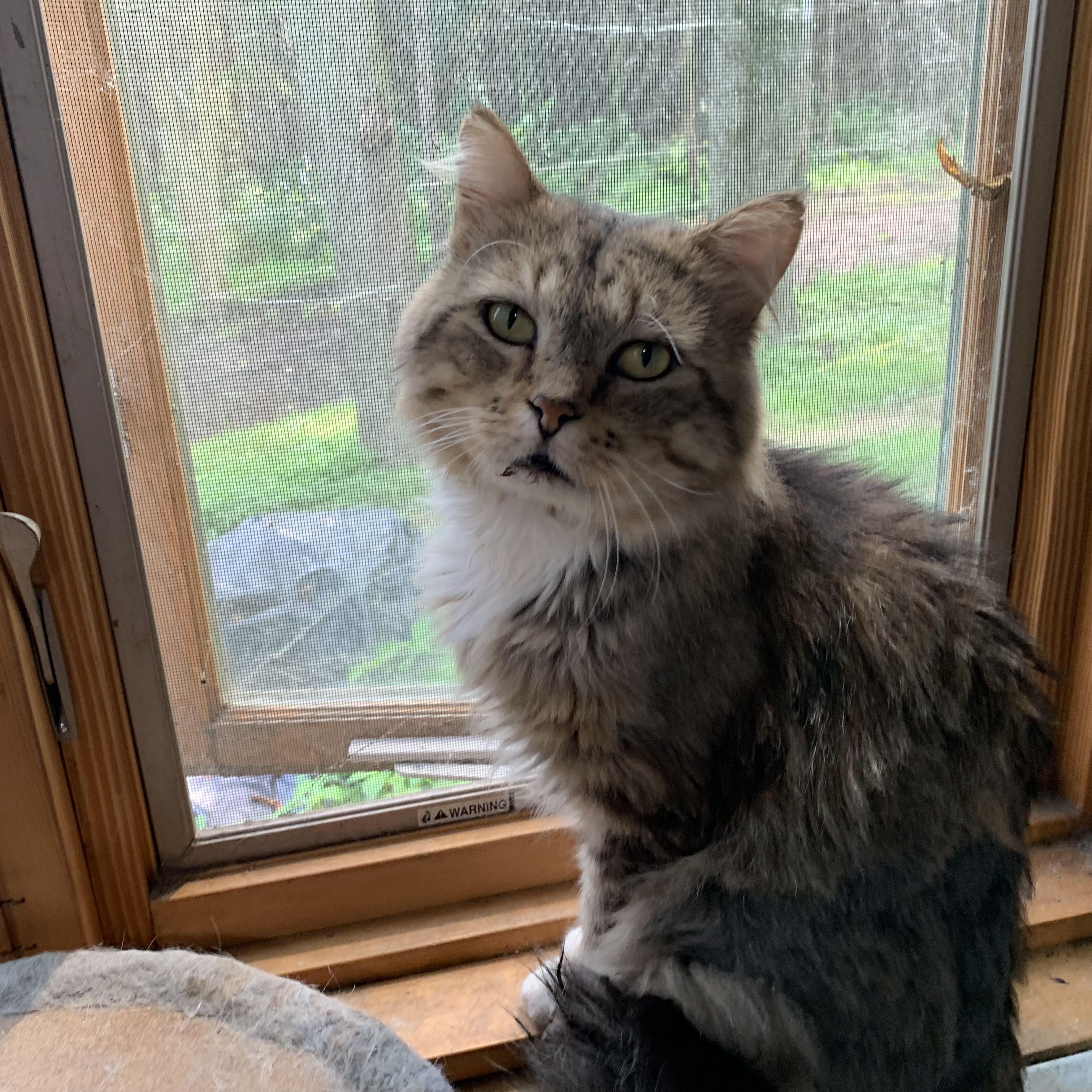 Henry, a Adoptable Domestic Medium Hair in Stockholm, WI image 5/6