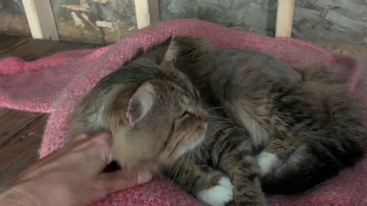 Enlarge Henry, a Adoptable Domestic Medium Hair in Stockholm, WI video 2/6