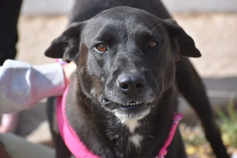 Enlarge Dottie, a Adoptable mixed breed in Hagerman, NM image 1/12