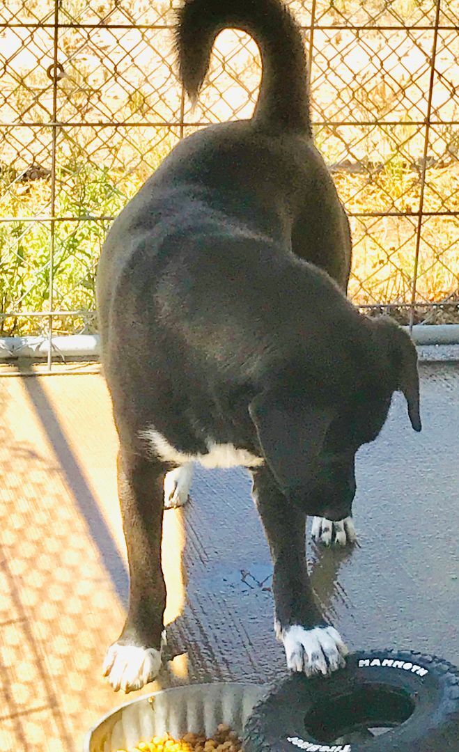 Enlarge Dottie, a Adoptable mixed breed in Hagerman, NM image 3/12