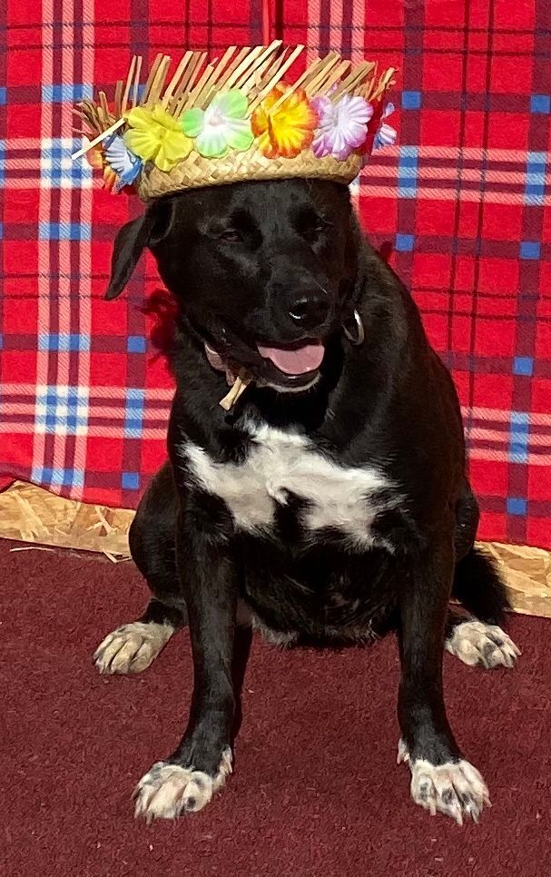 Enlarge Dottie, a Adoptable mixed breed in Hagerman, NM image 4/12