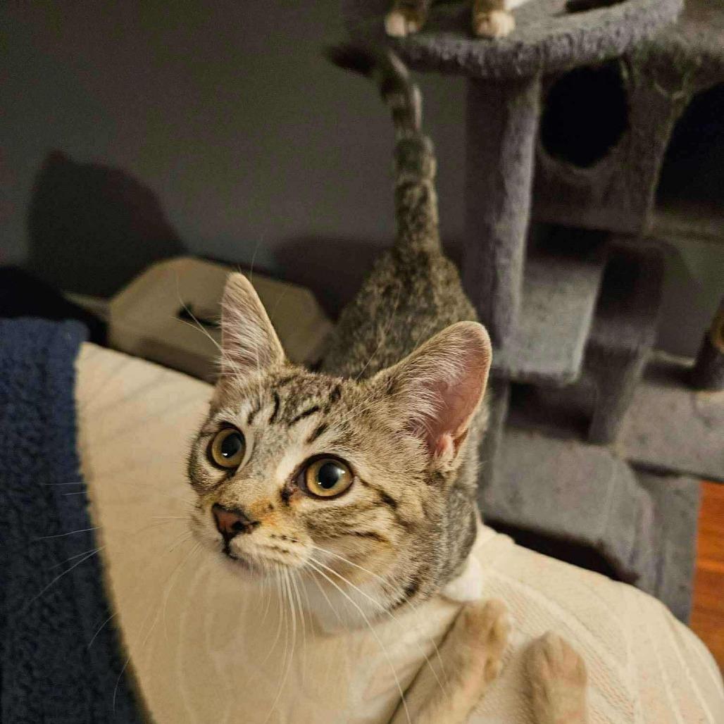Enlarge Gia, a Adoptable Domestic Short Hair in Plainfield, IL image 1/5