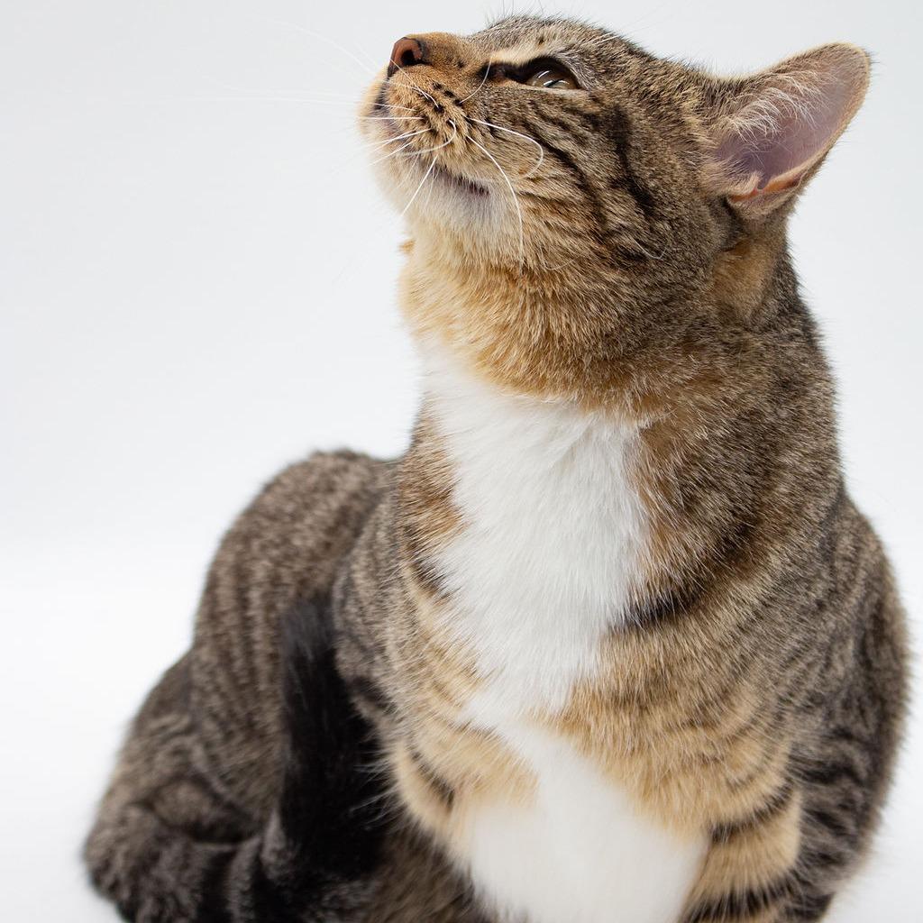 Enlarge Gia, a Adoptable Domestic Short Hair in Plainfield, IL image 1/4