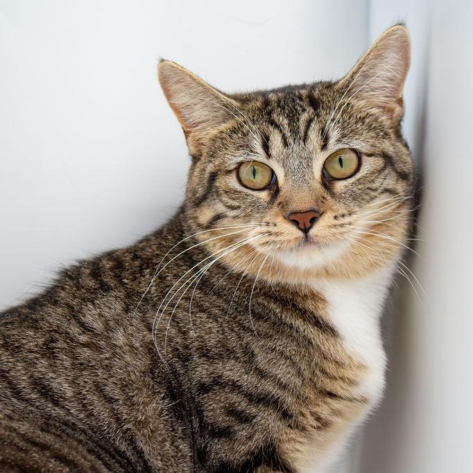 Enlarge Gia, a Adoptable Domestic Short Hair in Plainfield, IL image 2/4