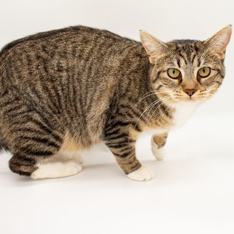 Enlarge Gia, a Adoptable Domestic Short Hair in Plainfield, IL image 3/4