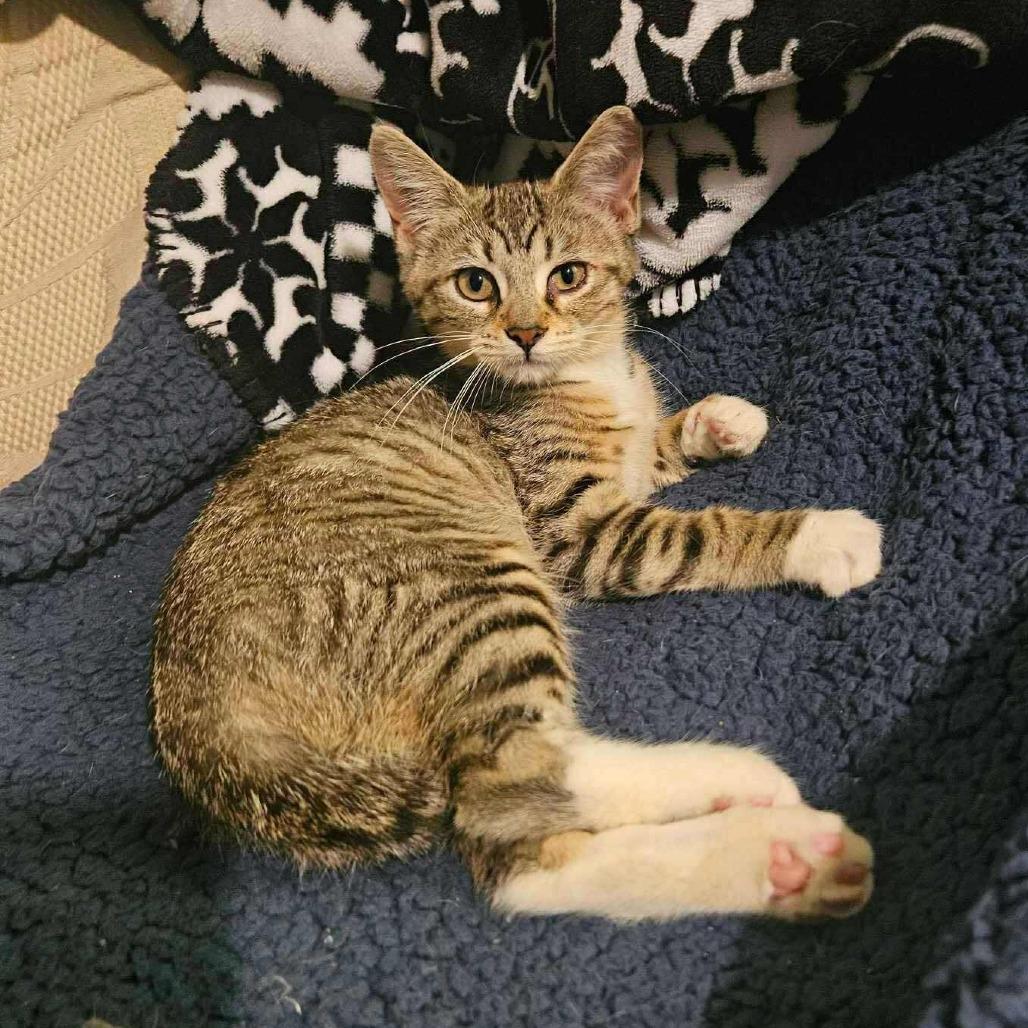 Enlarge Gia, a Adoptable Domestic Short Hair in Plainfield, IL image 3/5