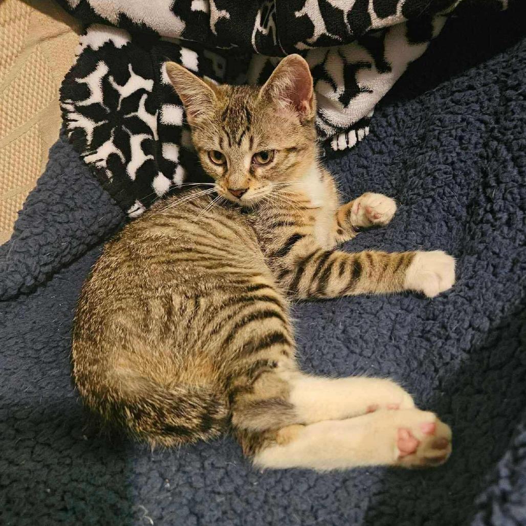 Enlarge Gia, a Adoptable Domestic Short Hair in Plainfield, IL image 4/5