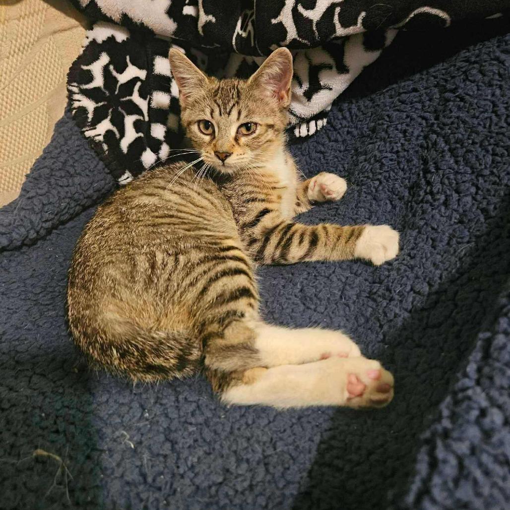 Enlarge Gia, a Adoptable Domestic Short Hair in Plainfield, IL image 5/5