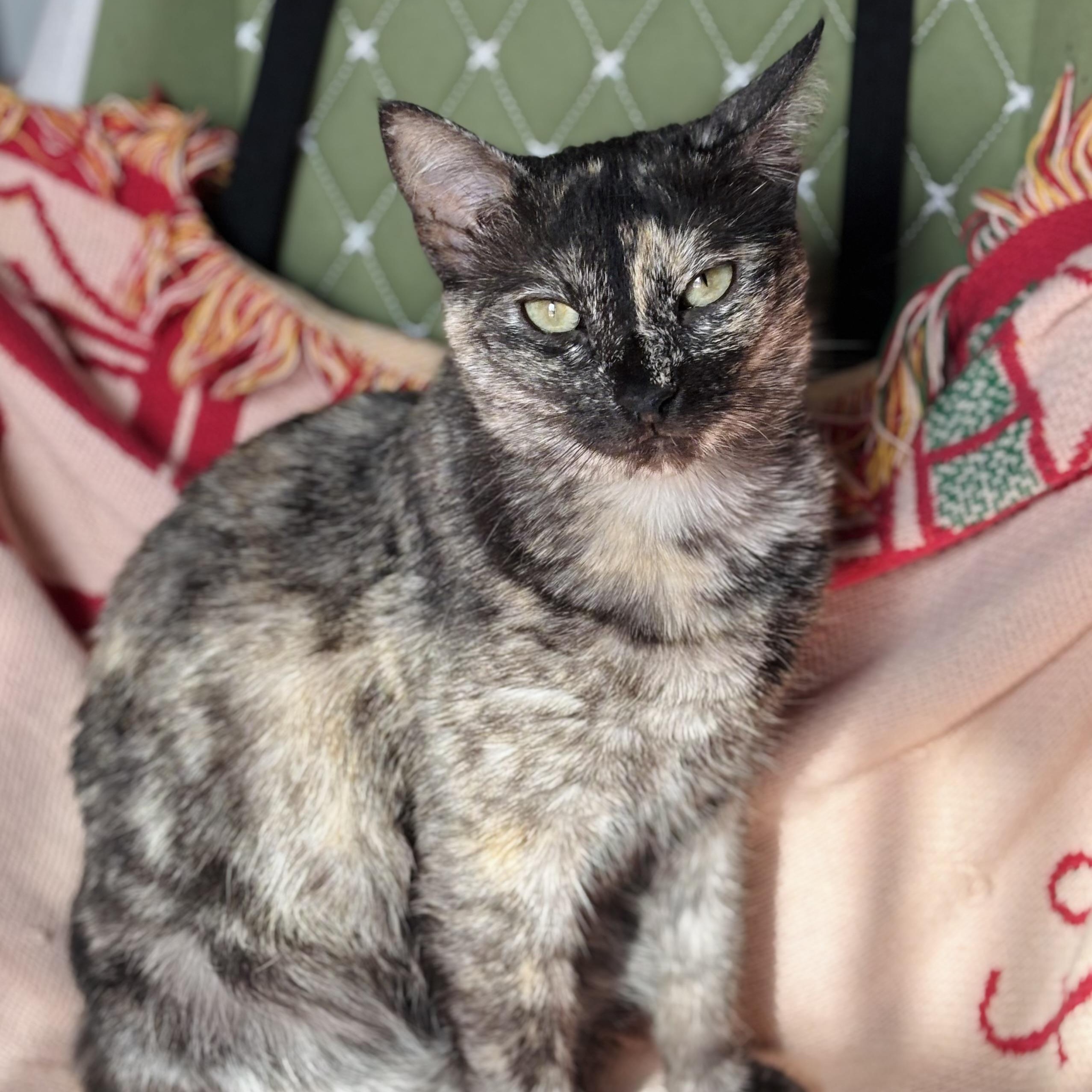 Enlarge Korra, a Adoptable mixed breed in Parker, TX image 5/6