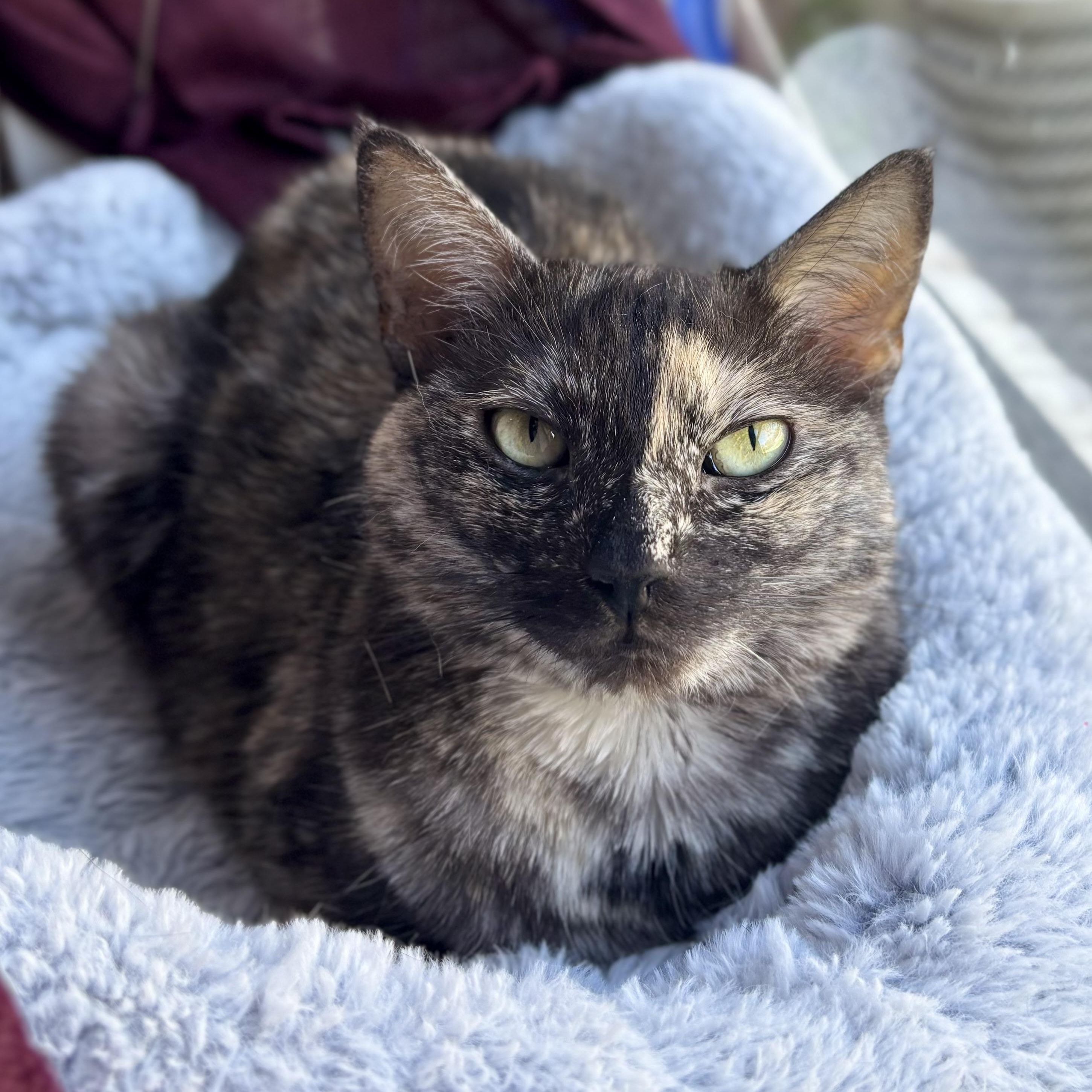 Korra, a Adoptable mixed breed in Parker, TX image 4/6