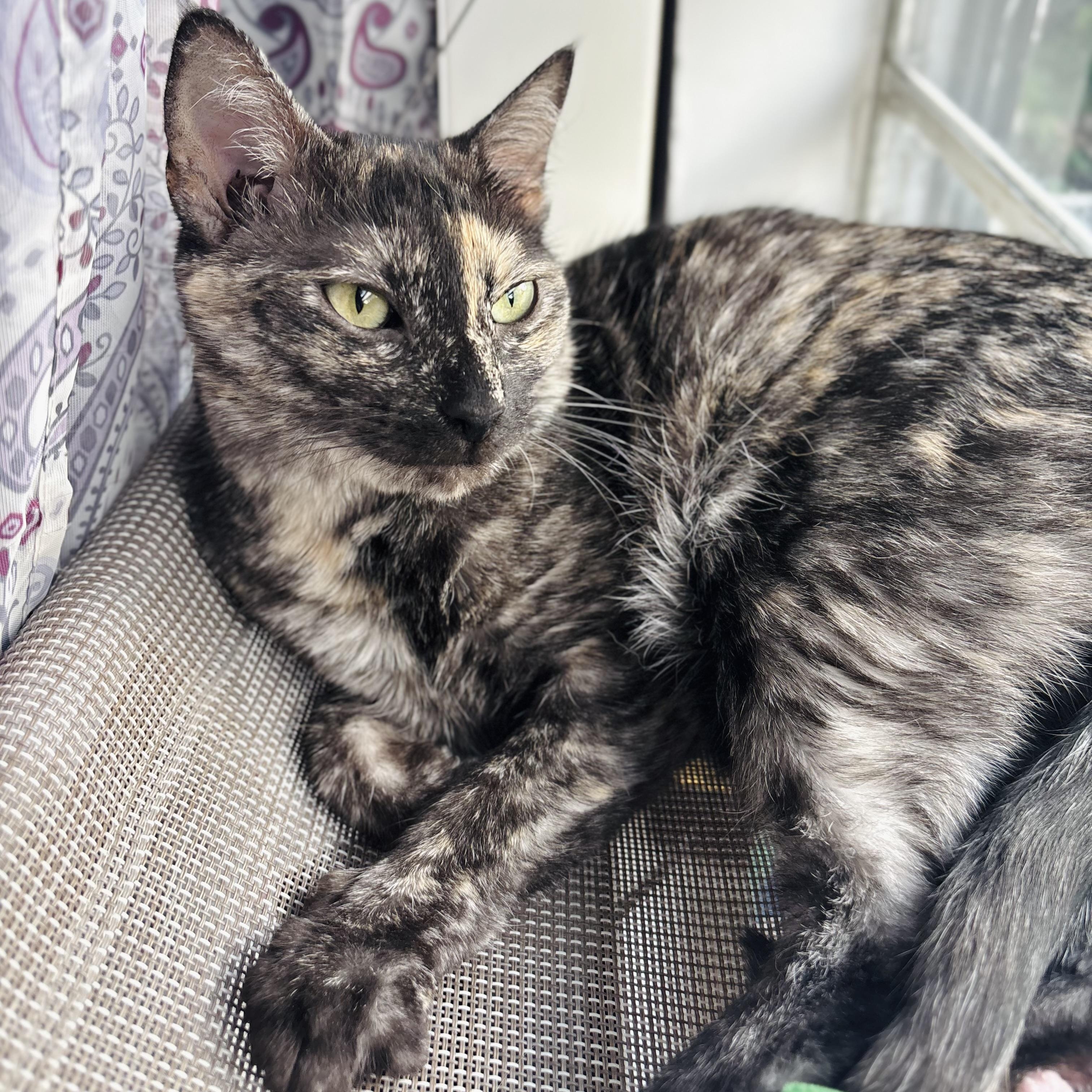Enlarge Korra, a Adoptable mixed breed in Parker, TX image 4/6