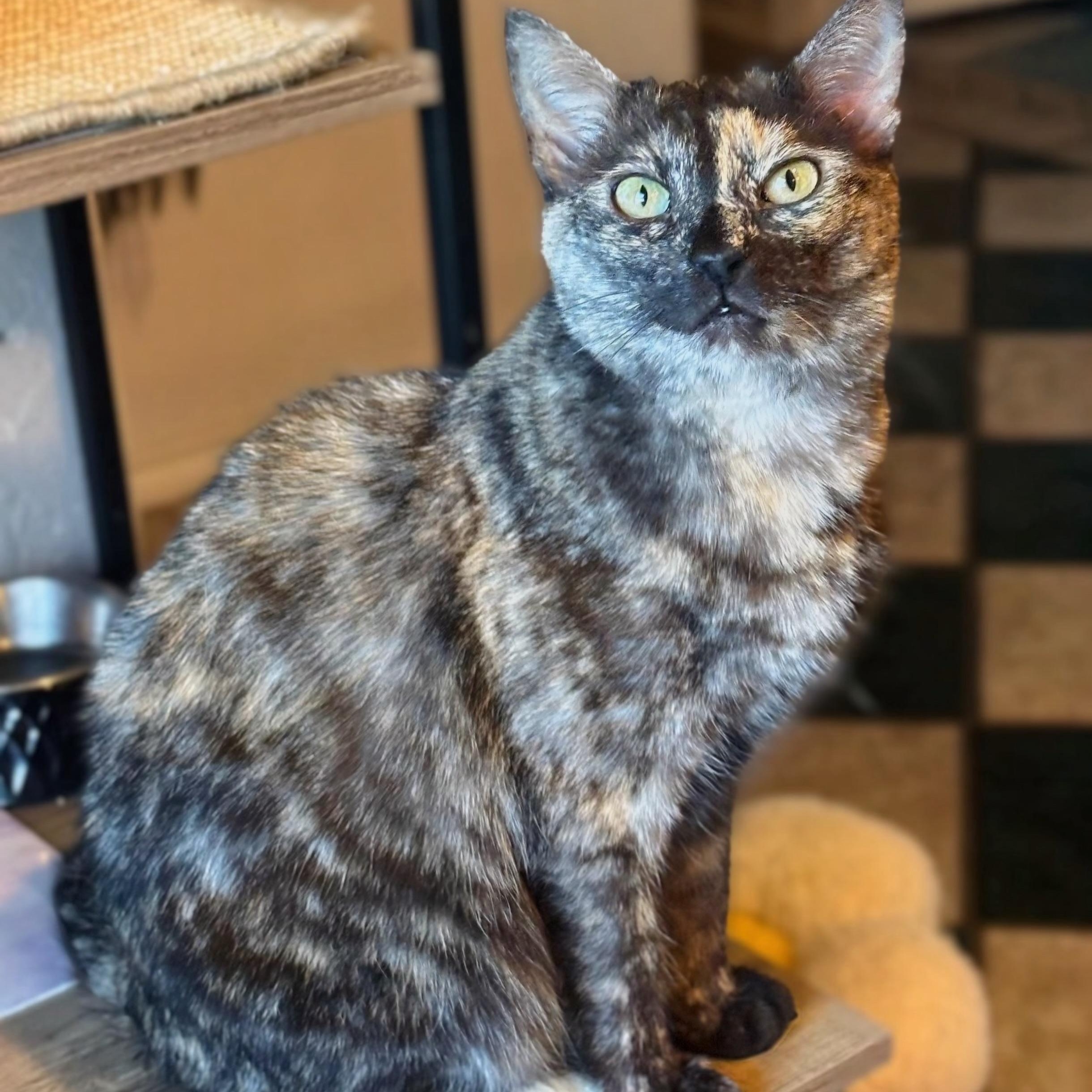 Enlarge Korra, a Adoptable mixed breed in Parker, TX image 1/6