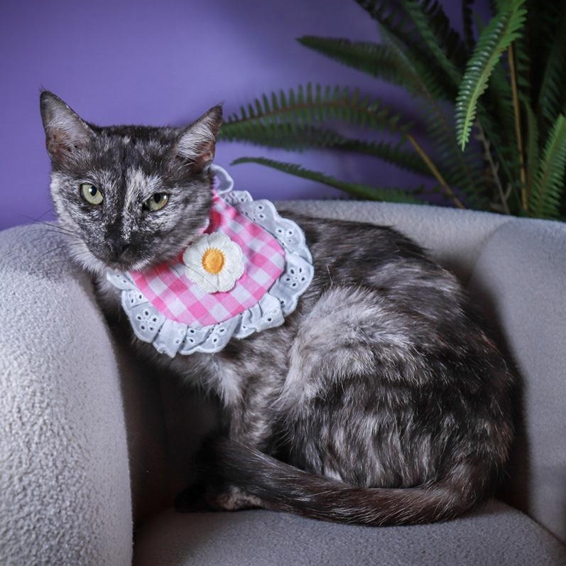 Enlarge Korra, a Adoptable mixed breed in Parker, TX image 6/6