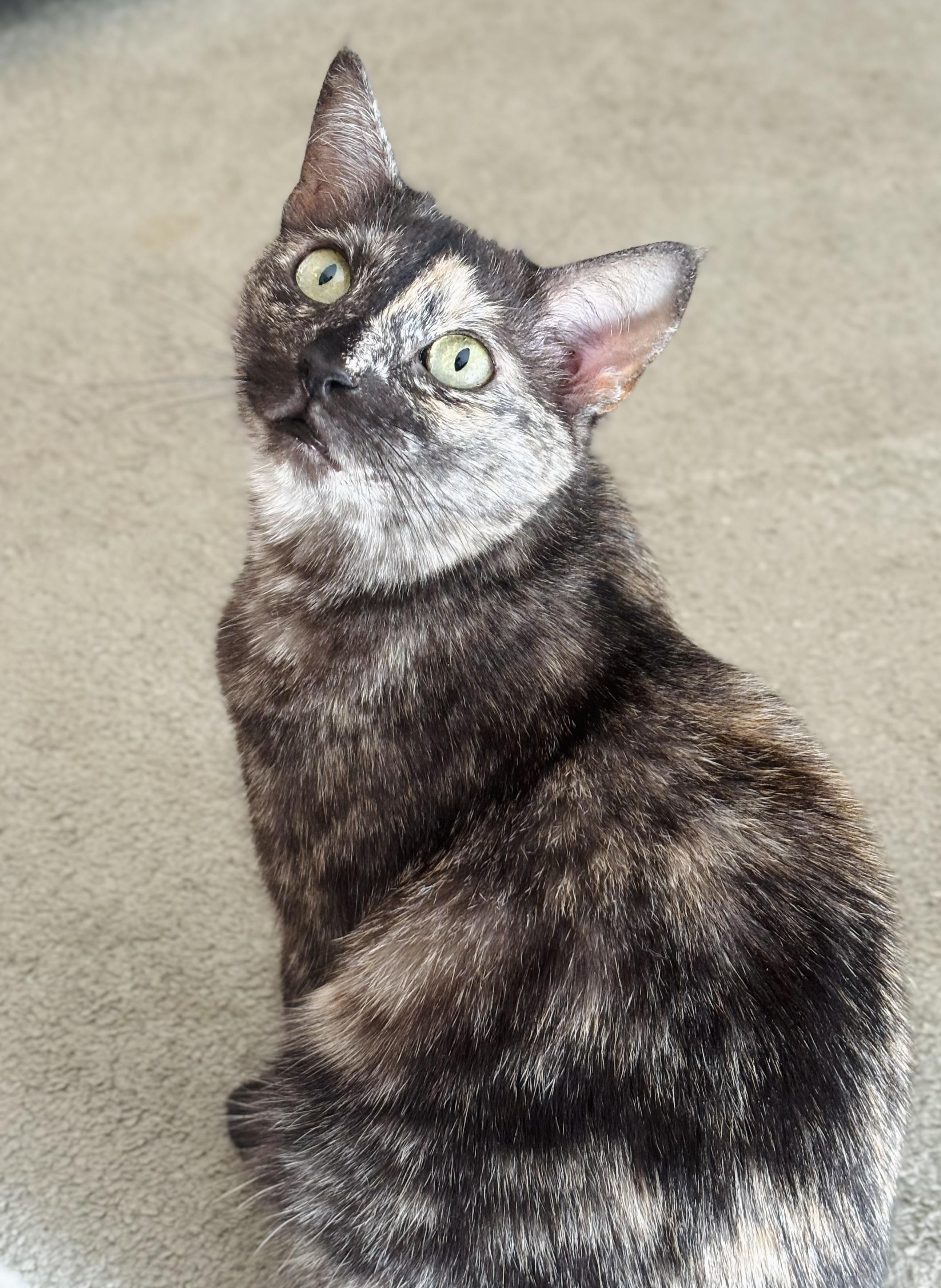 Enlarge Korra, a Adoptable mixed breed in Parker, TX image 2/6