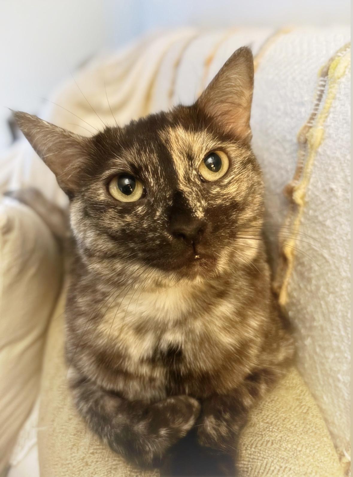 Enlarge Korra, a Adoptable mixed breed in Parker, TX image 3/6