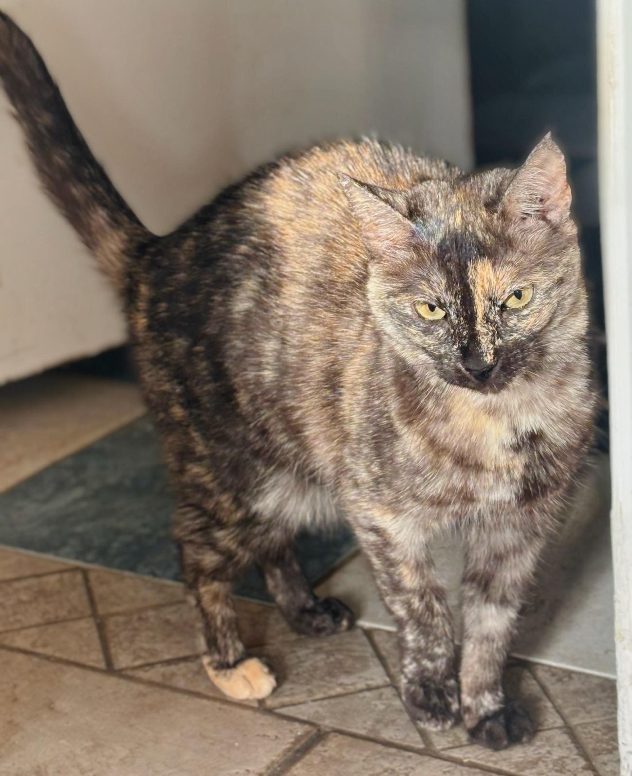 Korra, Adoptable, Young Female Tortoiseshell & Domestic Short Hair.