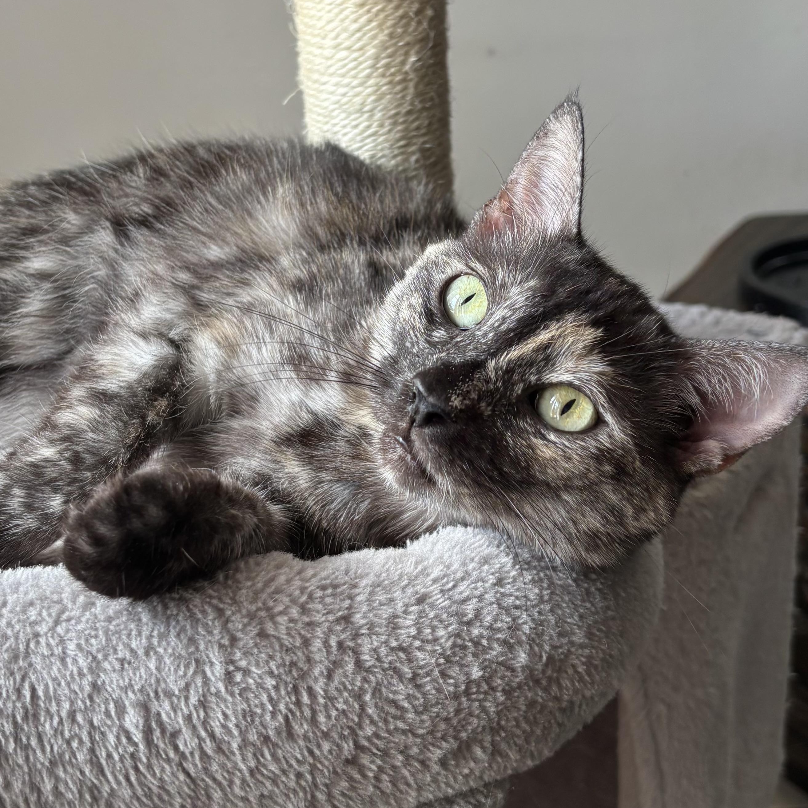Enlarge Korra, an adopted mixed breed in Parker, TX image 1/6