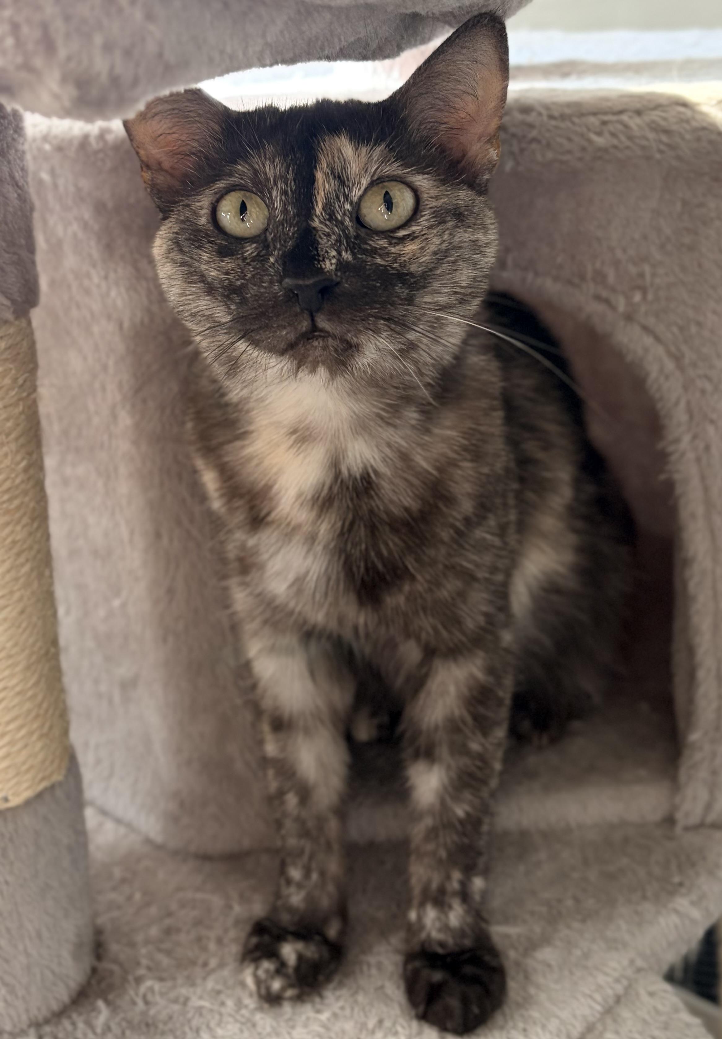 Enlarge Korra, an adopted mixed breed in Parker, TX image 3/6
