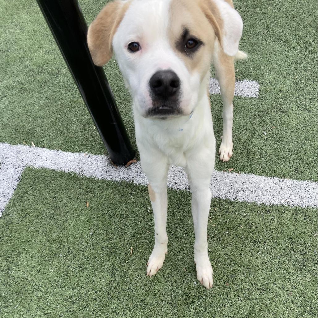 MELVN HAYES, Adoptable, Adult Male Mixed Breed.