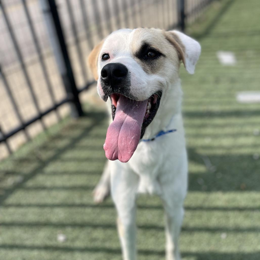 Enlarge MELVN HAYES, a Adoptable Mixed Breed in Memphis, TN image 2/6