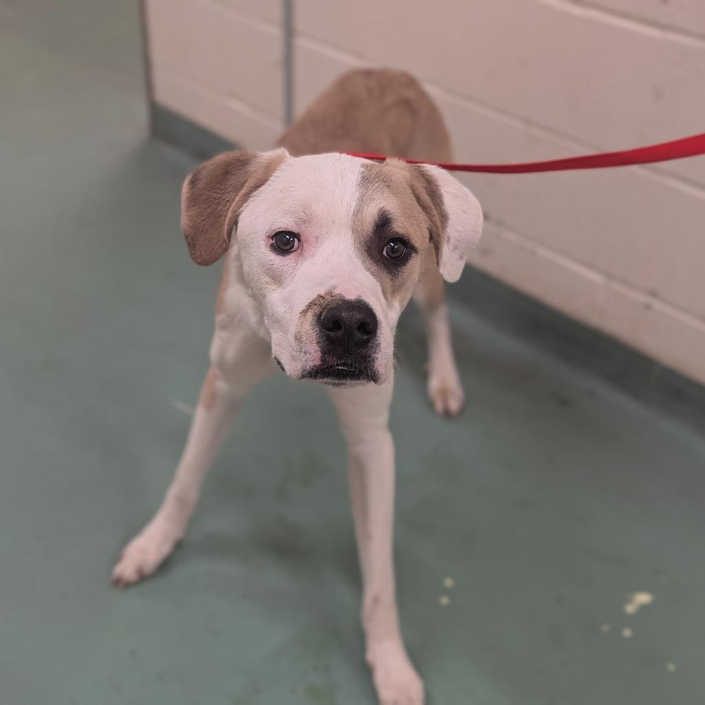 Enlarge MELVN HAYES, a Adoptable Mixed Breed in Memphis, TN image 3/6