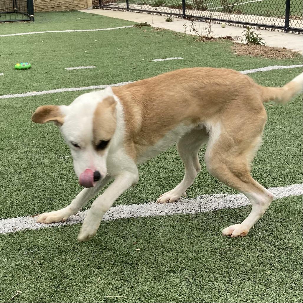 Enlarge MELVN HAYES, a Adoptable Mixed Breed in Memphis, TN image 4/6