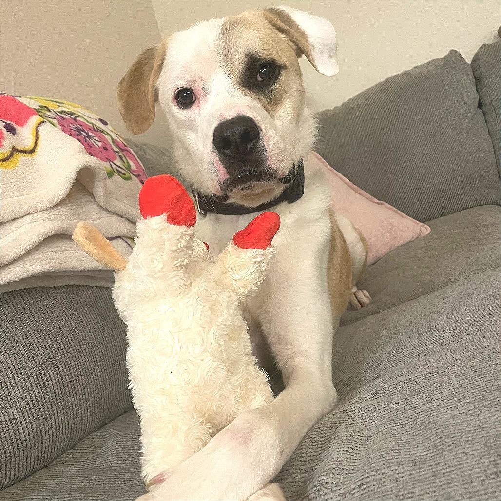 MELVN HAYES, a Adoptable Mixed Breed in Memphis, TN image 5/6