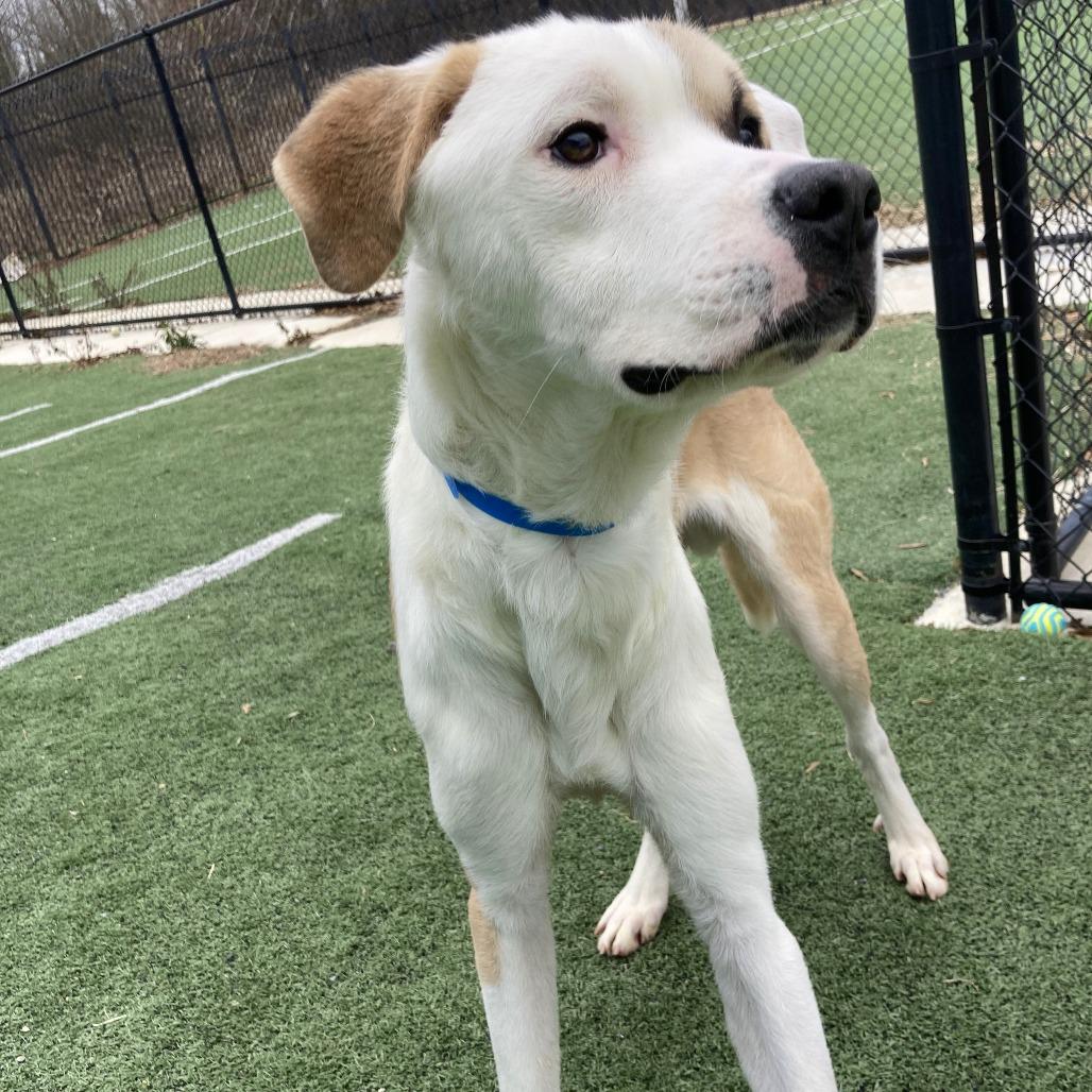 Enlarge MELVN HAYES, a Adoptable Mixed Breed in Memphis, TN image 5/6
