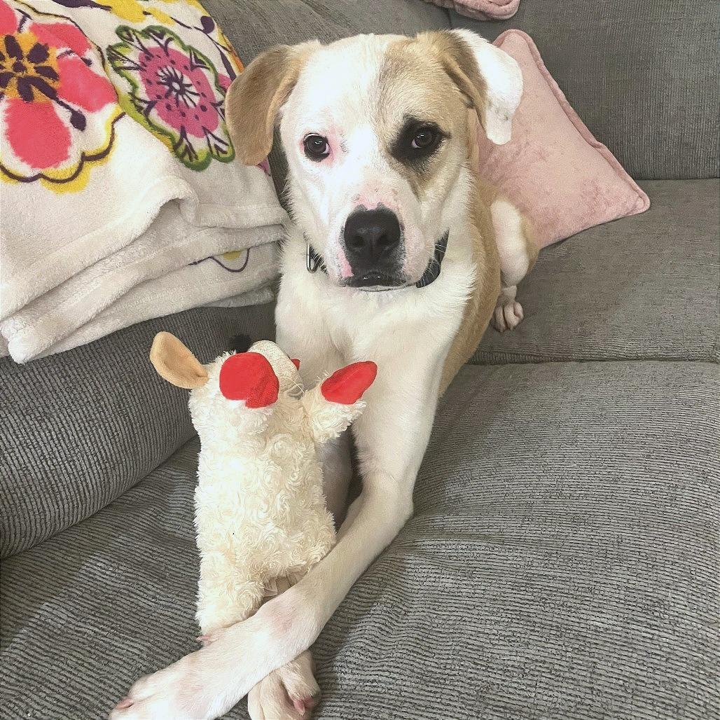 Enlarge MELVN HAYES, a Adoptable Mixed Breed in Memphis, TN image 6/6