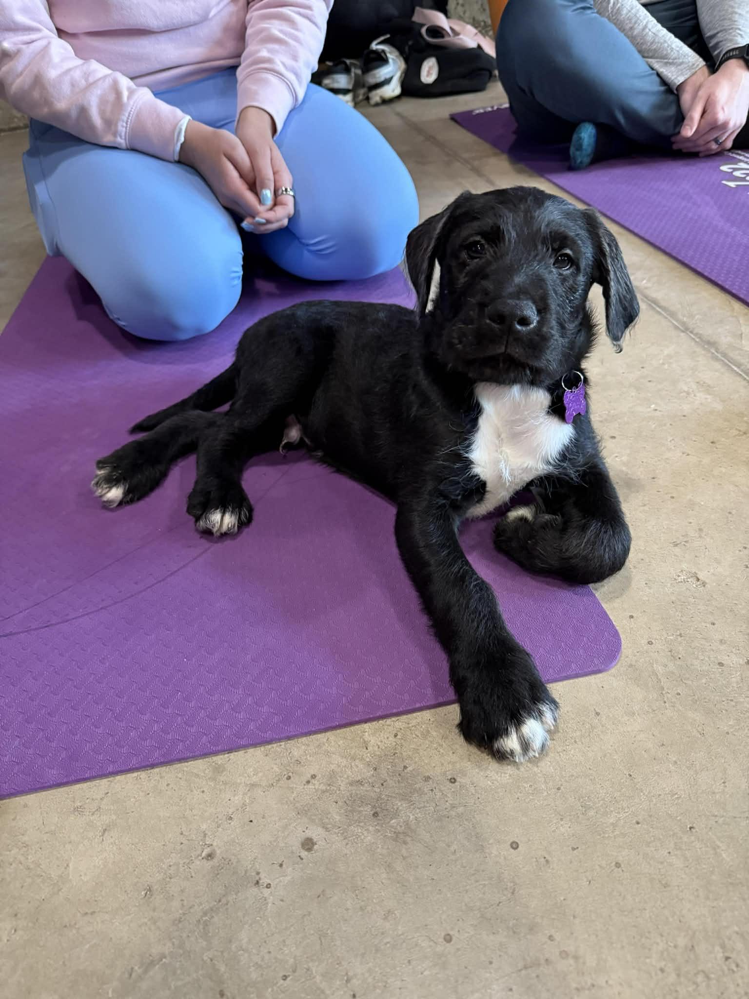 Truffle , adopted, Puppy Male Bernadoodle & Mixed Breed.