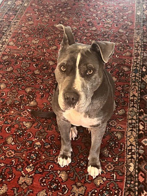 Enlarge Marge - Courtesy Post (10 Yesrs Old), a Adoptable mixed breed in Albany, NY image 1/1