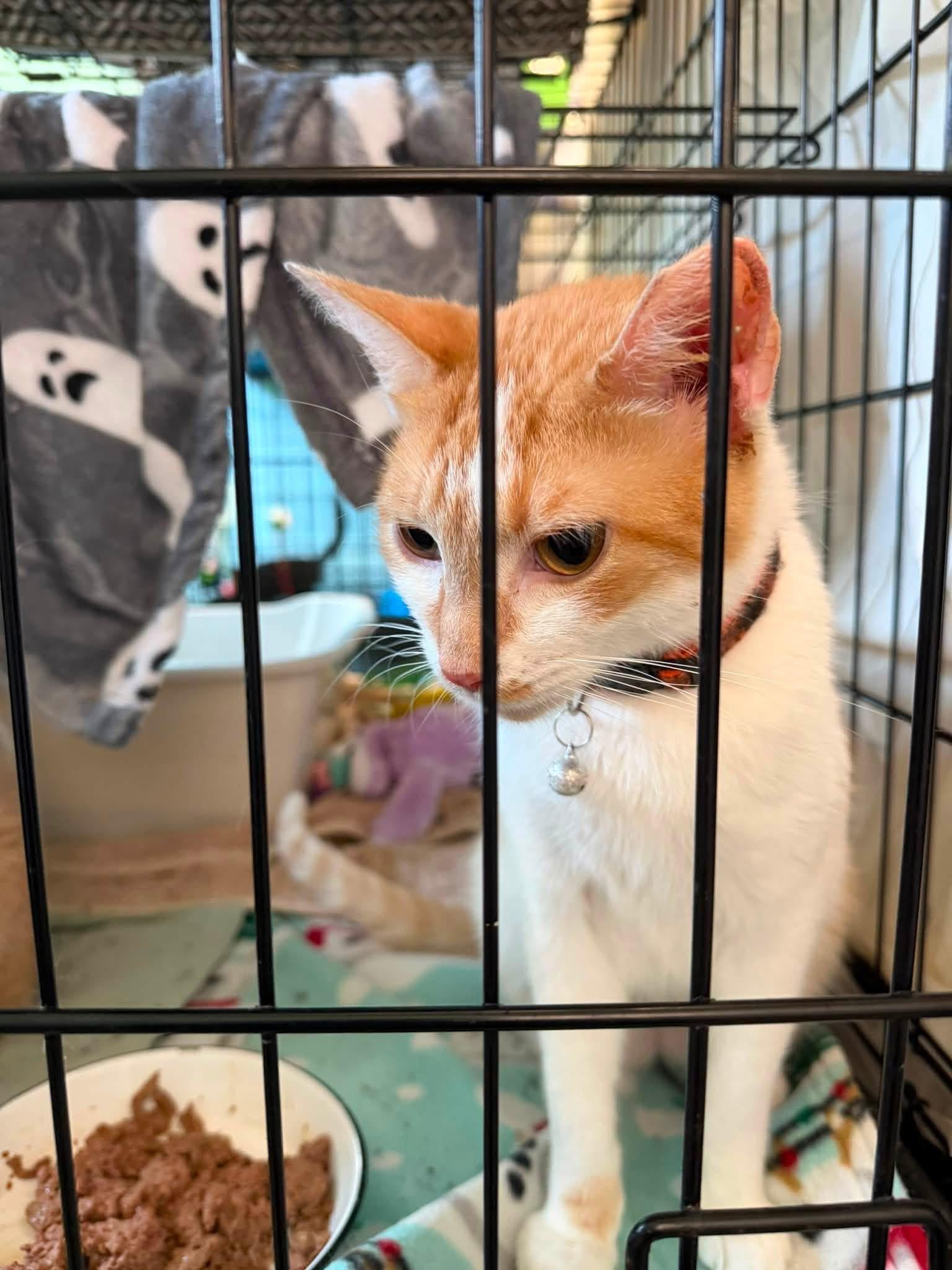 Enlarge Petey, an adopted Domestic Short Hair in Warren, OH image 2/5