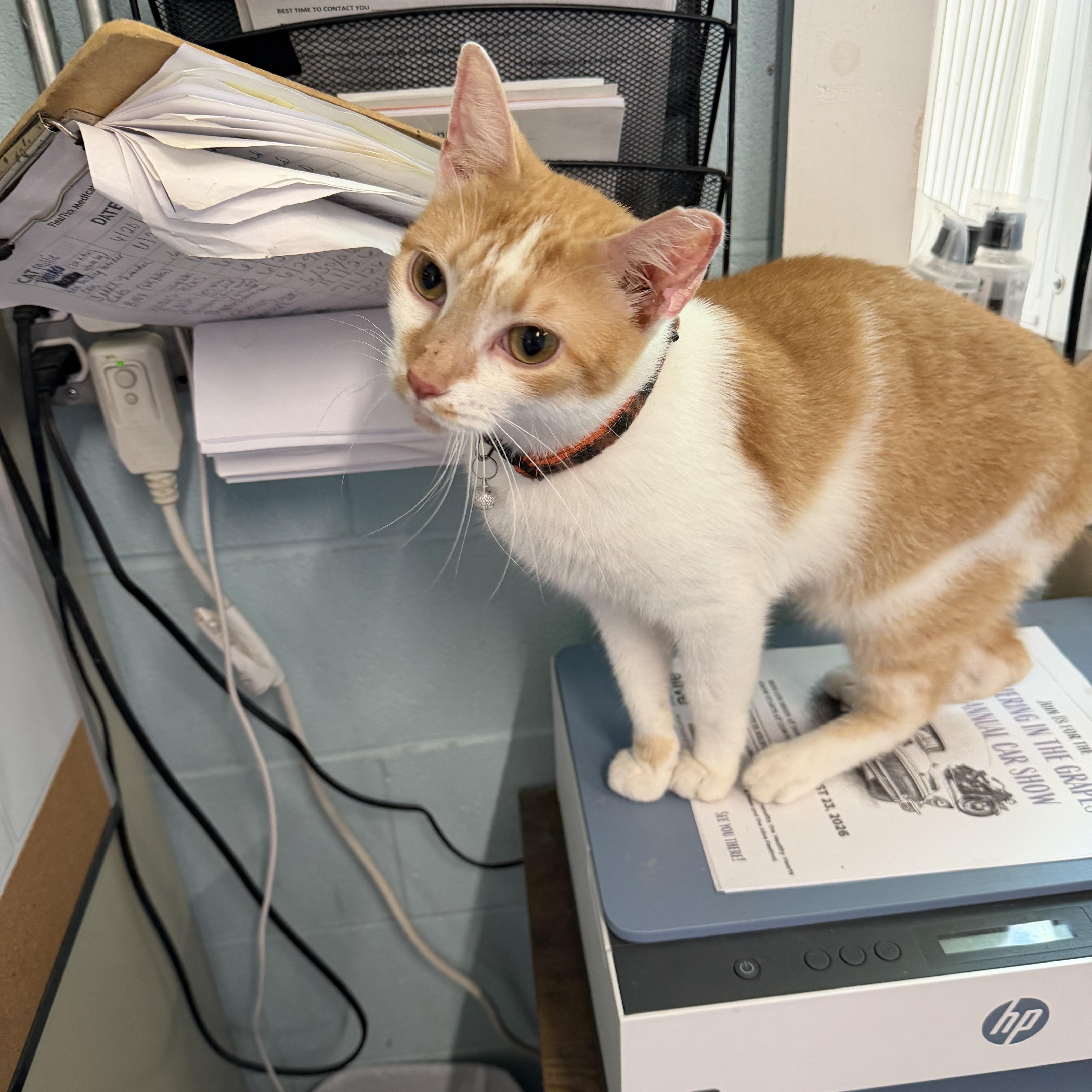 Enlarge Petey, an adopted Domestic Short Hair in Warren, OH image 4/5