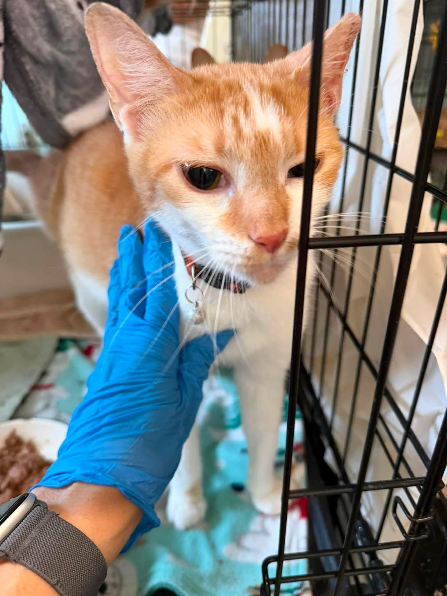 Enlarge Petey, an adopted Domestic Short Hair in Warren, OH image 3/5