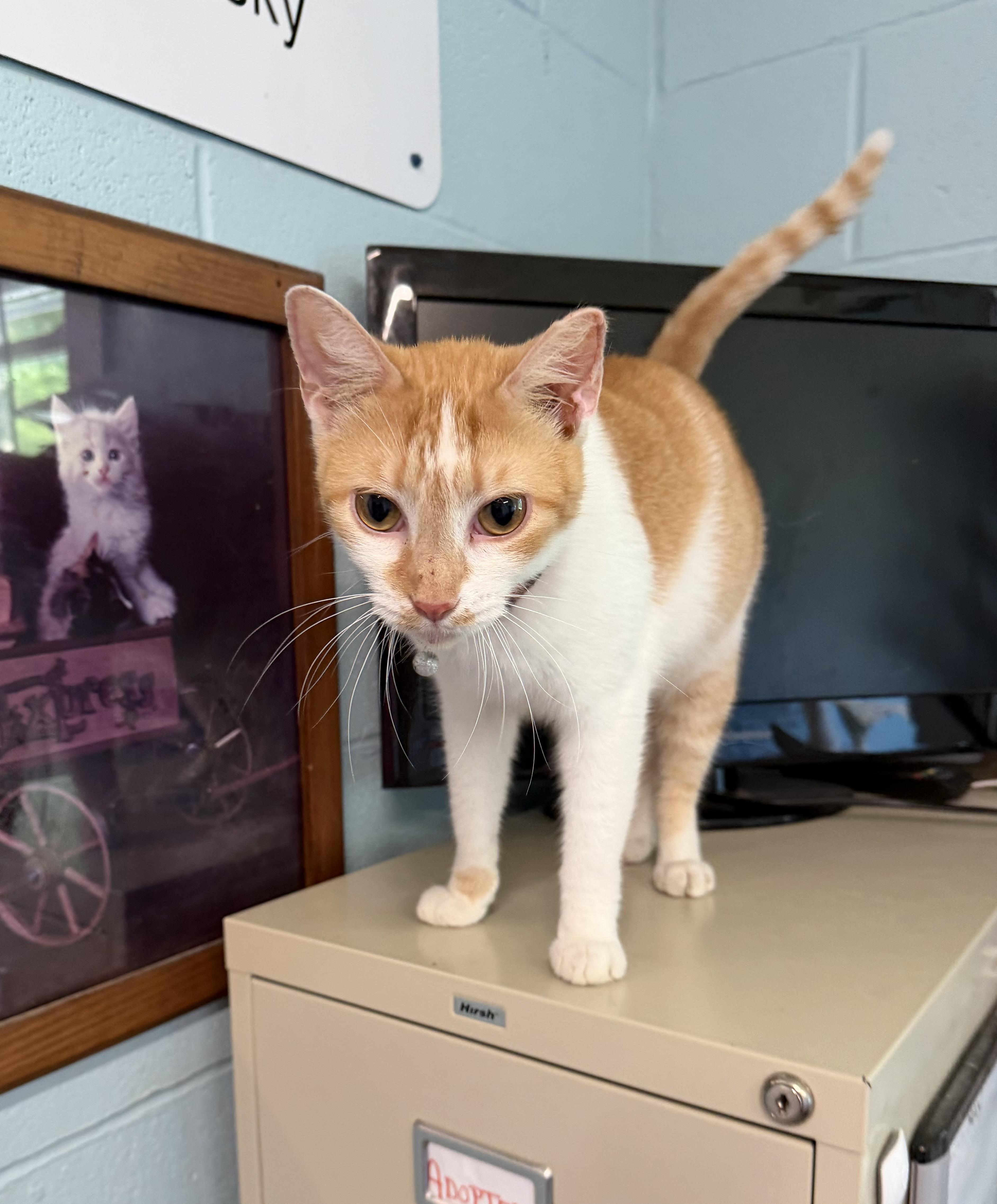 Petey, adopted, Adult Male Domestic Short Hair.