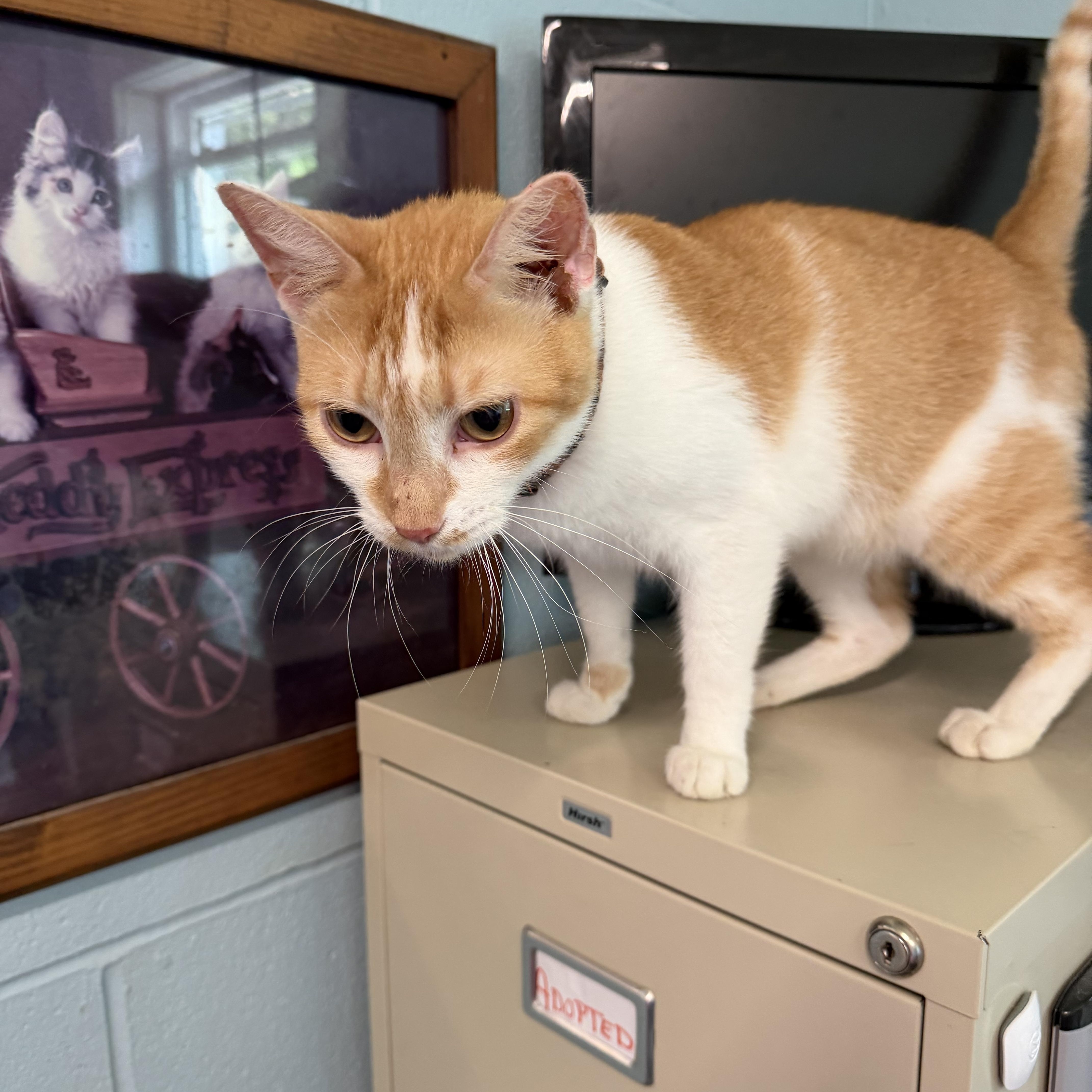 Enlarge Petey, an adopted Domestic Short Hair in Warren, OH image 5/5
