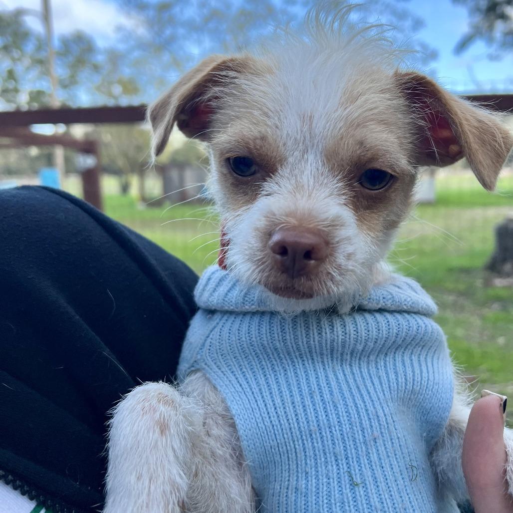 Maple, Adoptable, Adult Female Terrier.
