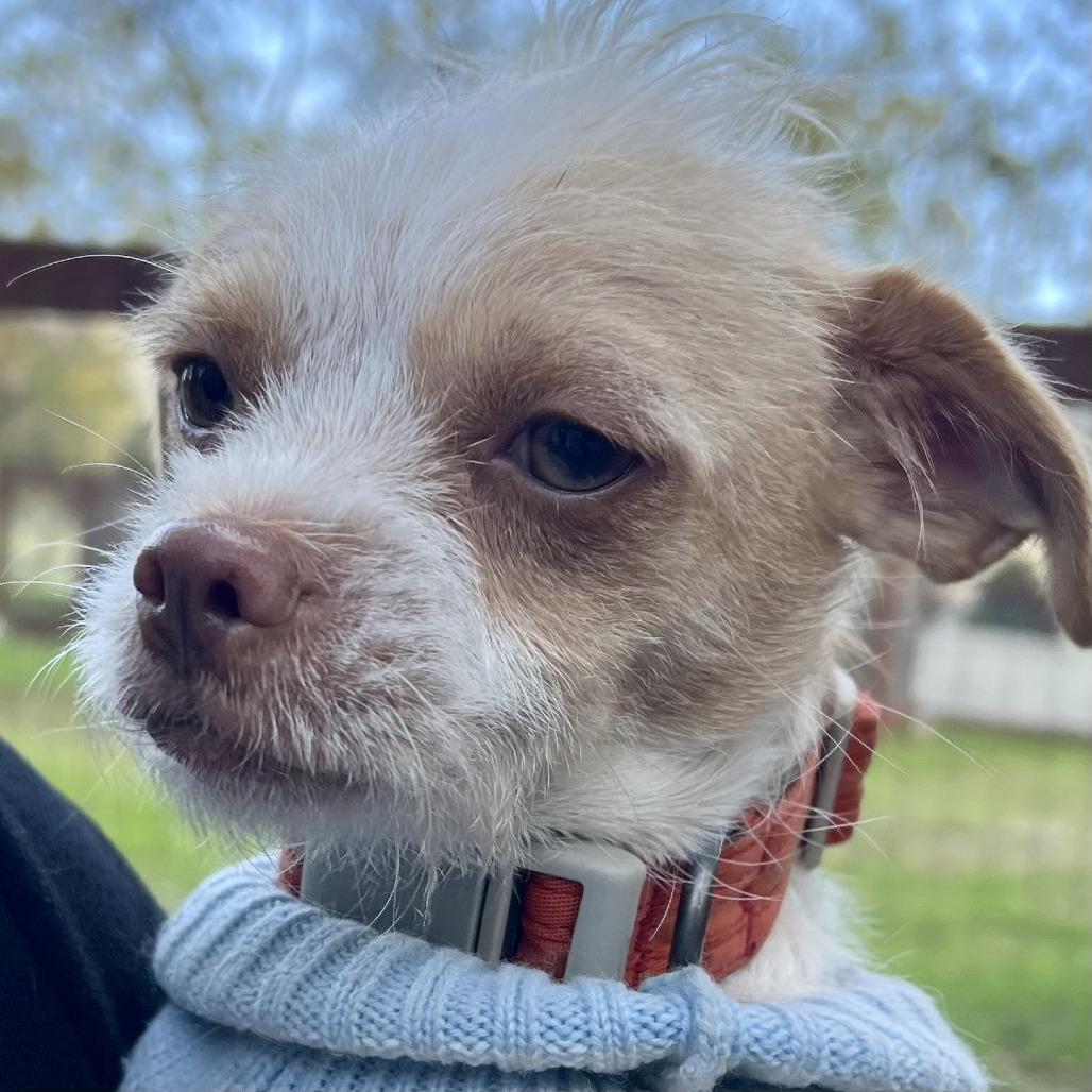 Enlarge Maple, a Adoptable Terrier in Sonoma, CA image 2/2