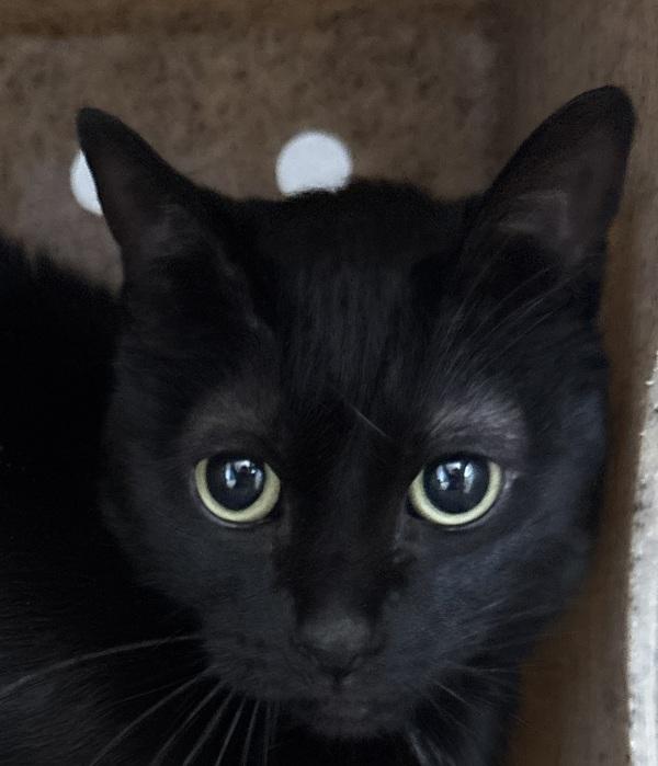 Jupiter, Adoptable, Adult Female Domestic Short Hair.