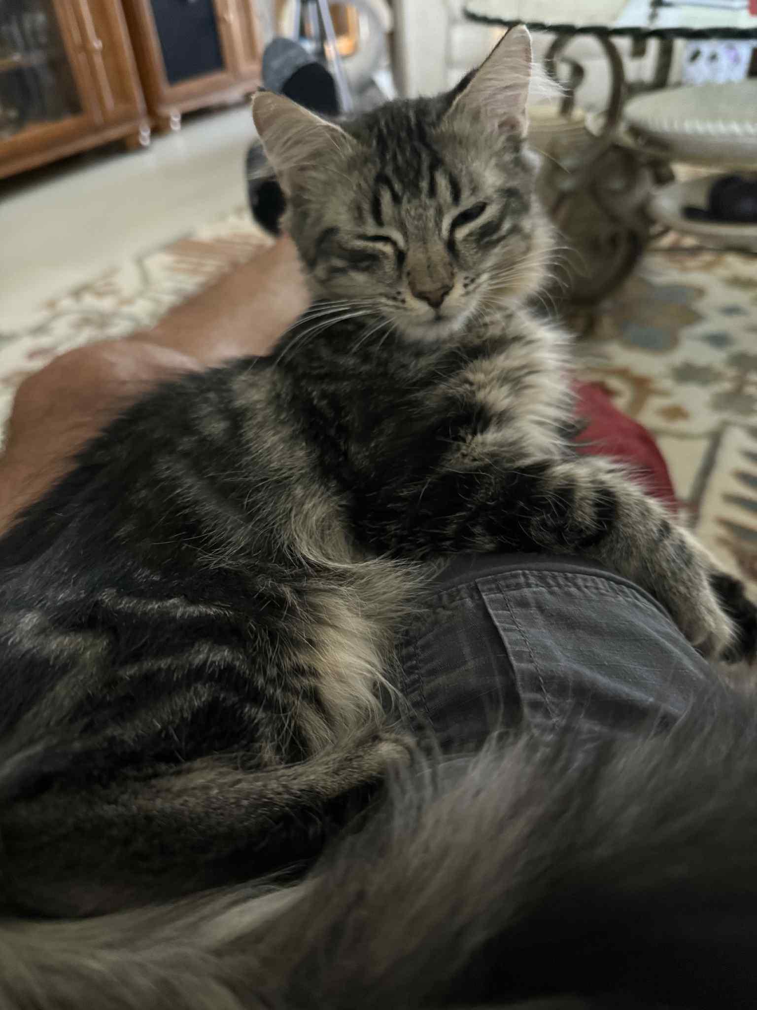 Enlarge Meenie, a Adoptable mixed breed in Lighthouse Point, FL image 2/3