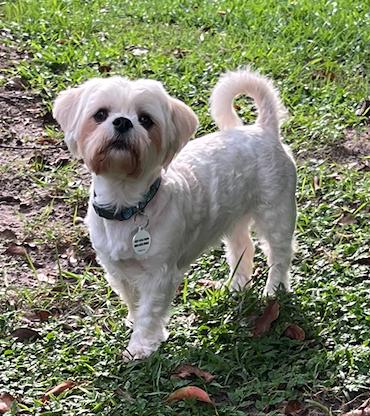 Stella, Adopted, Adult Female Shih Tzu & Terrier.