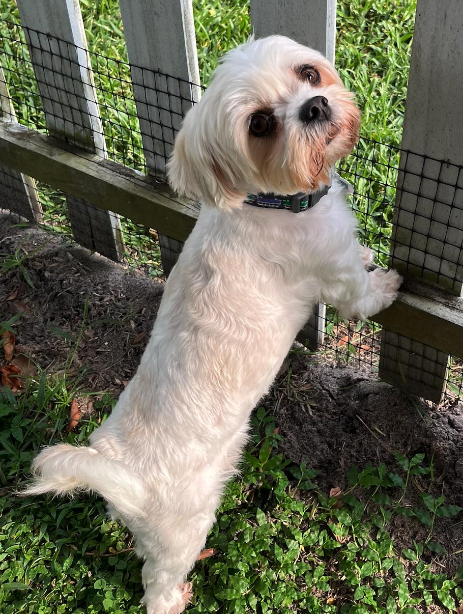 Stella, a Adopted mixed breed in Osteen, FL image 2/3