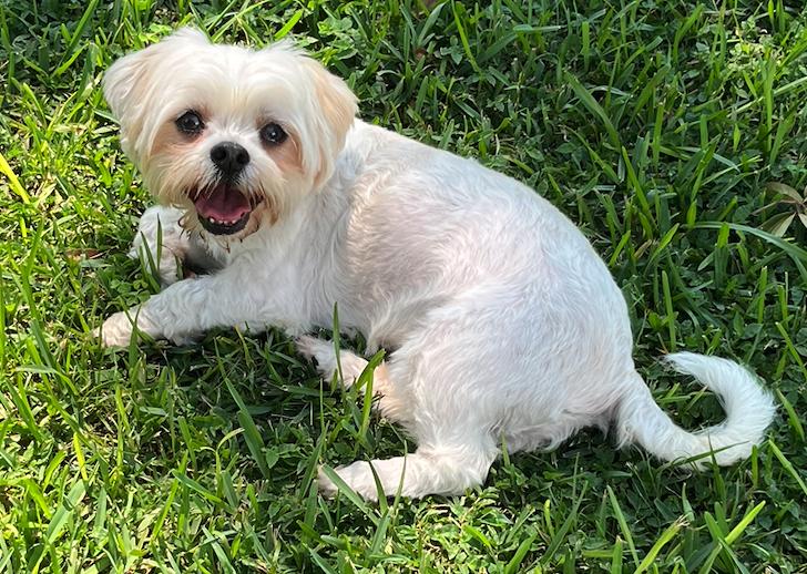 Stella, a Adopted mixed breed in Osteen, FL image 3/3