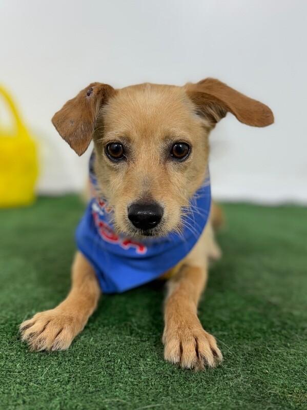 Melon-One of our Amazing Rescue Dogs, adopted, Young Male Border Terrier & Chihuahua.